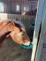 Preview: Pferd trinkt aus Tränke Pferd mit Pendelventil